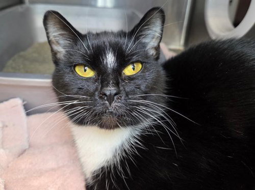 REALLY CUTE - Domestic Short Hair available for adoption