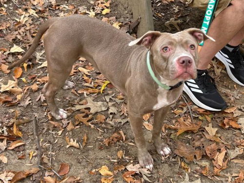 picture of the dog needing adoption