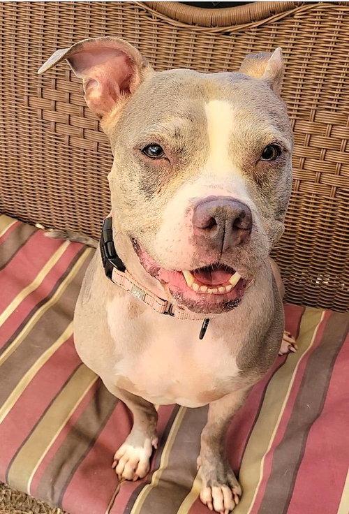 picture of the dog needing adoption