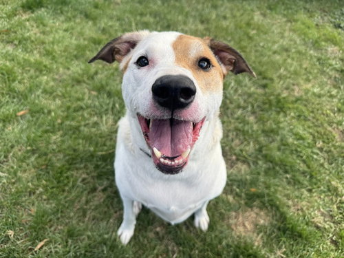 picture of the dog needing adoption