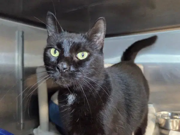 Batman - Domestic Short Hair