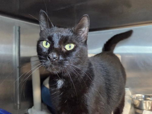 BATMAN - Domestic Short Hair available for adoption