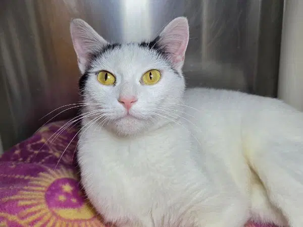 Plantain - Domestic Short Hair