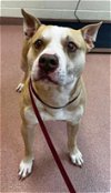 adoptable Dog in , UT named JERRY
