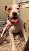 adoptable Dog in  named BOO