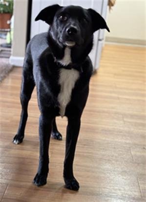 adoptable Dog in MSC, UT named GHOST
