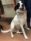 adoptable Dog in  named PONGO