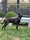 adoptable Dog in  named COAL