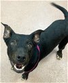 adoptable Dog in  named RAVEN