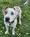 adoptable Dog in  named CHARUS