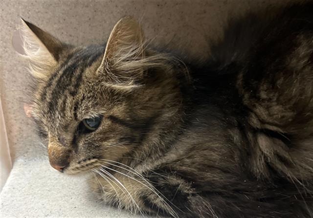 adoptable Cat in MSC, UT named LIZZY