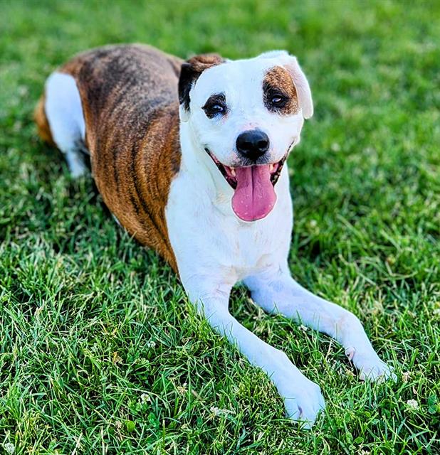 adoptable Dog in MSC, UT named DAISY