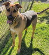 adoptable Dog in MSC, UT named ATHENA