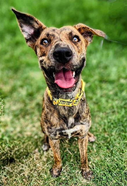 adoptable Dog in MSC, UT named MANDI