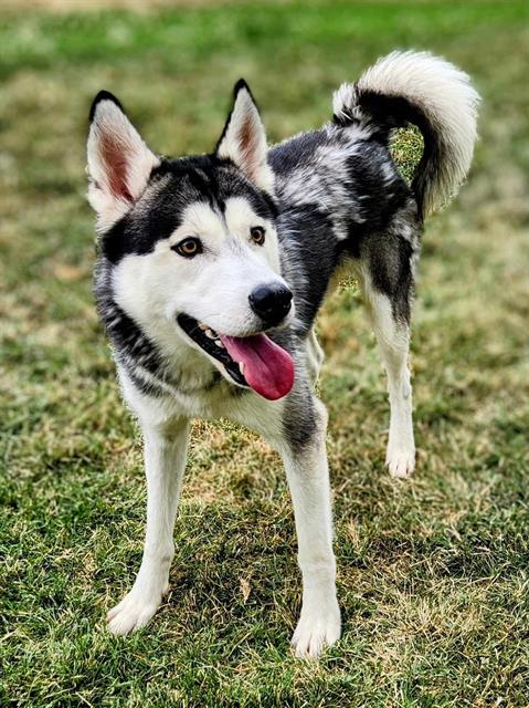 adoptable Dog in MSC, UT named RILEY