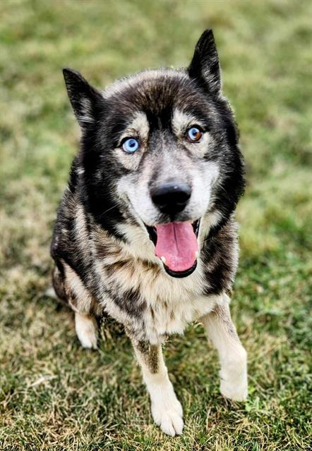 adoptable Dog in MSC, UT named RAIDEN