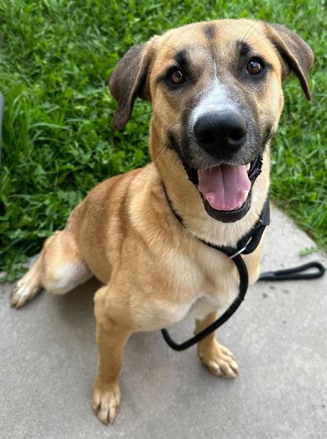 adoptable Dog in MSC, UT named HANK