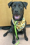 adoptable Dog in MSC, UT named BRIXIE