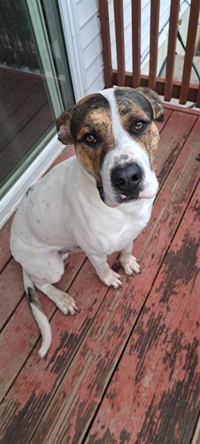 adoptable Dog in MSC, UT named Z DOUGLAS