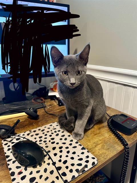 adoptable Cat in MSC, UT named LOKI