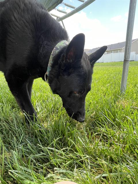 adoptable Dog in MSC, UT named EAGLE