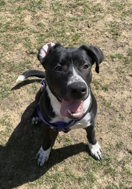 adoptable Dog in MSC, UT named KODA