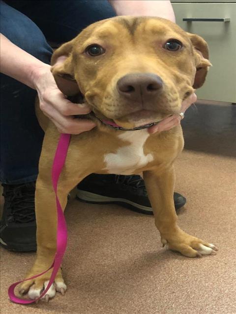 adoptable Dog in MSC, UT named SPICE