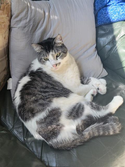 adoptable Cat in MSC, UT named CHOWDER