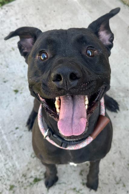 adoptable Dog in MSC, UT named ALFREDO