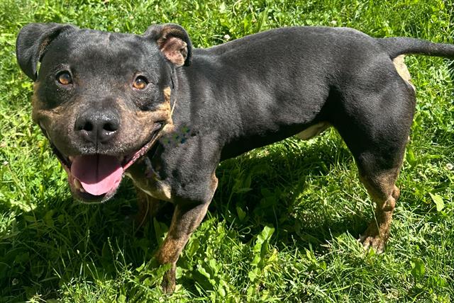 adoptable Dog in MSC, UT named TIMBER