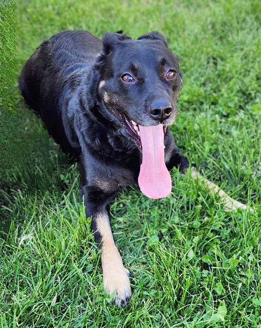 adoptable Dog in MSC, UT named MONKEY