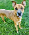 adoptable Dog in , UT named HERMIN