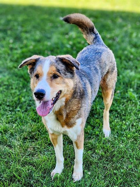 adoptable Dog in MSC, UT named WINSTON