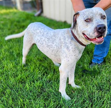 adoptable Dog in MSC, UT named SHERMAN