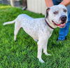 adoptable Dog in , UT named SHERMAN