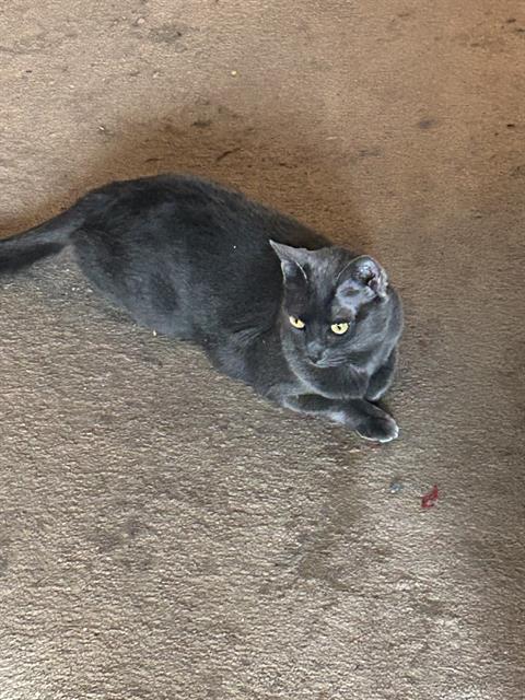 adoptable Cat in MSC, UT named BABY