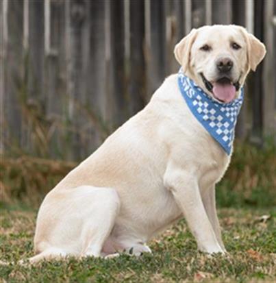 adoptable Dog in MSC, UT named DRAKE