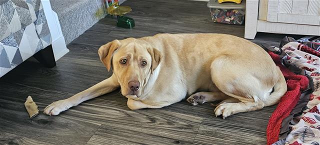 adoptable Dog in MSC, UT named MILO