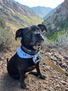 adoptable Dog in , UT named JAE