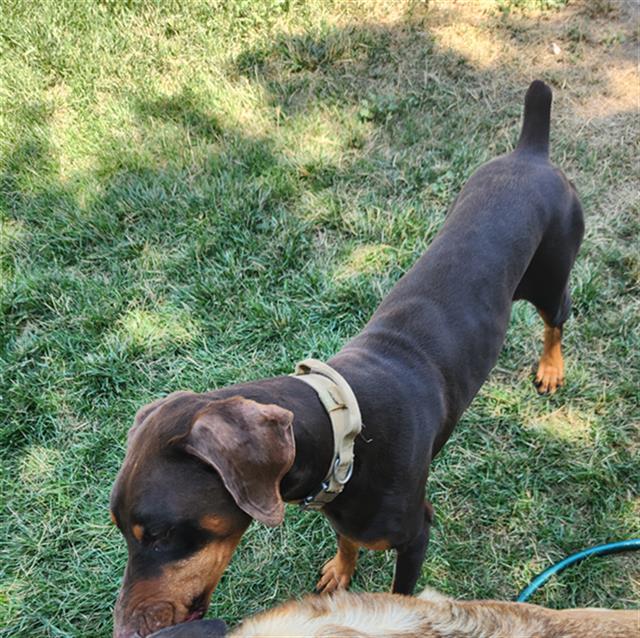 adoptable Dog in MSC, UT named ODEN