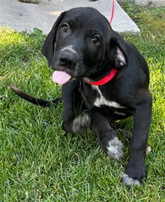 adoptable Dog in MSC, UT named CAPITAN