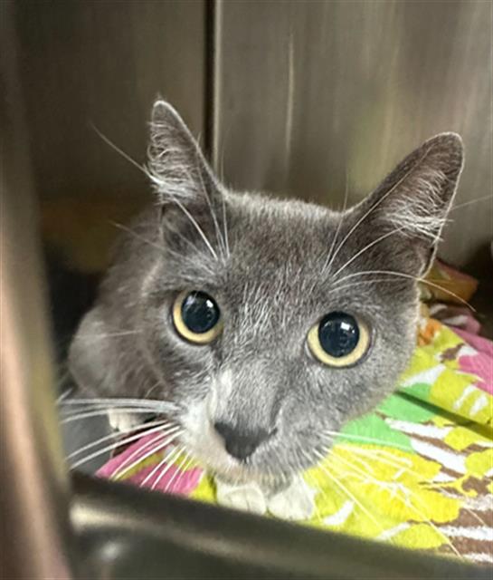 adoptable Cat in MSC, UT named NYLA