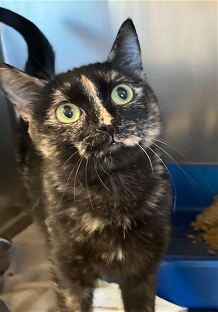 adoptable Cat in MSC, UT named AMBER