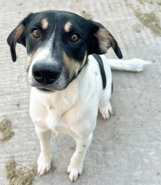 adoptable Dog in MSC, UT named ANDY