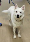 adoptable Dog in , UT named MAX