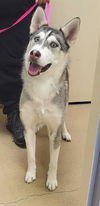 adoptable Dog in , UT named STARSKY