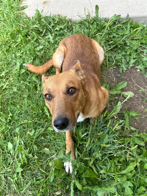 adoptable Dog in MSC, UT named ROWAN