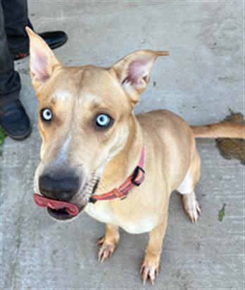 adoptable Dog in MSC, UT named MABLE