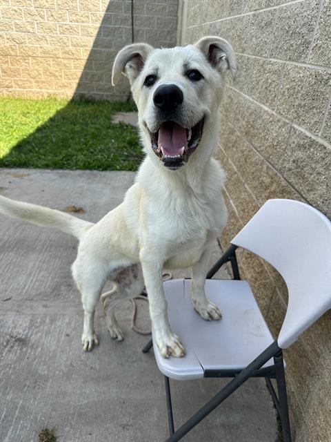 adoptable Dog in MSC, UT named PECAN