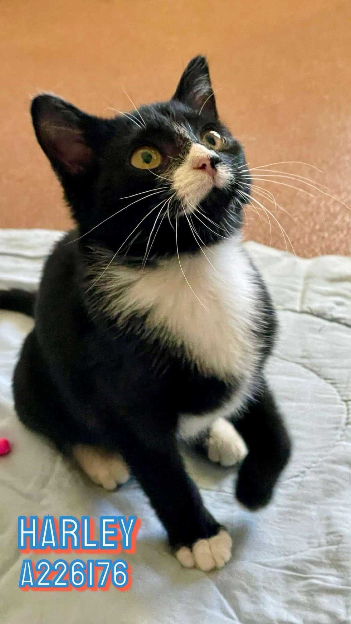 adoptable Cat in MSC, UT named HARLEY